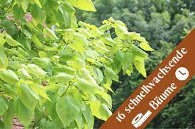 Lebende alternative zum sonnenschirm gartenwoche. Schnellwachsende Baume 16 Ideale Schattenspender Gartenlexikon De