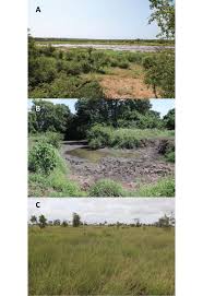 Image result for Litogyne gariepina