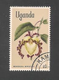 Image result for Monodora