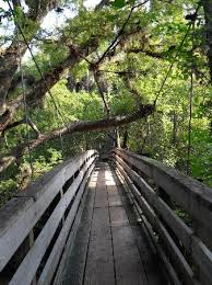 #317 of 1,953 restaurants in tampa. Suspension Bridge Picture Of Hillsborough River State Park Thonotosassa Tripadvisor