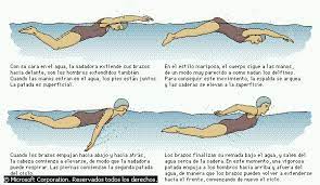 Epingle Par Adela Brana Brana Sur Natacion Nageur Nage Papillon Dauphin