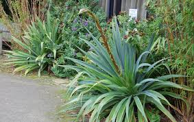 Image result for Beschorneria sp. (Biegel 5357)