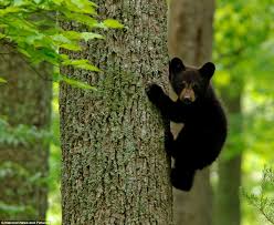 'cute red fox cub dj wearing headphones on blue' by jeff bartels. Smokey Mtn Momma Bear Cub Pics Ohio Game Fishing