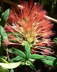 Image result for Melaleuca hypericifolia