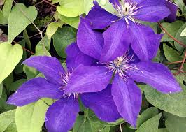 You can even grow it in hanging baskets. Clematis The President