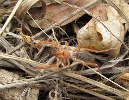 Do not post pictures of bites unless you personally witnessed the spider biting the person. Solpugids Camel Spiders Wind Scorpions Desertusa