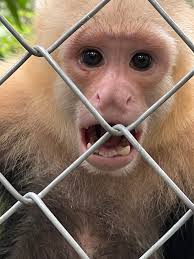 Transfer from SJO airport to Hotel Mountain Paradise in Arenal?