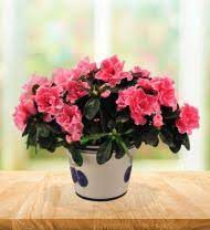 They are a family owned and operated business that delivers flowers and gift baskets nationwide. New Jersey Florists Flowers Avas Flowers