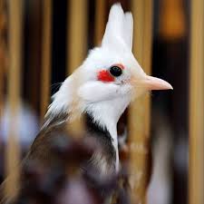 Maybe you would like to learn more about one of these? Dashboard Video Hendi Bird Home Cara Membuat Pulut Burung Dari Getah Karet Dan Lem Tikus Wizdeo Analytics