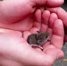 This Incredibly Small Baby Mouse Tiny Baby Animals Fluffy Animals Cute Baby Animals