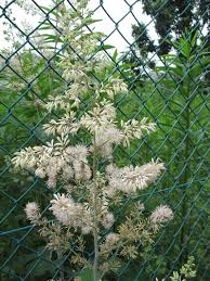 Image result for Macleaya