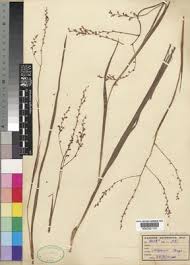 Image result for Zygotritonia