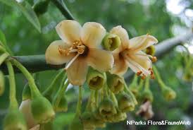 Image result for Ceiba pentandra