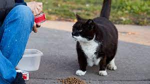 A Beloved Stray Cat Was Fatally Mauled But Was It Intentional Cruelty The New York Times