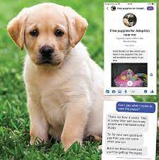 We did not find results for: Puppies For Free On Facebook It S Just Another Scam This Is Money