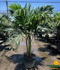 Image result for Adonidia