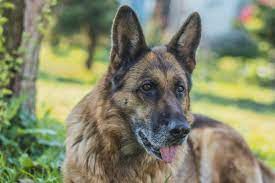 How Long Do German Shepherds Live Pethelpful