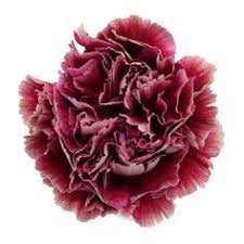 See more ideas about grand rapids mi, grand rapids, grands. Die 9 Besten Ideen Zu Nelken Nelken Arten Von Blumen Hochzeitsblumen