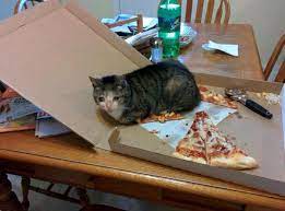 Pin On Cats Doing Things