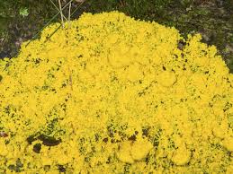 Another yellow mold, known as dog vomit slime mold appears in gardens, particularly on mulch. How To Develop Affordable Sensors Using Slime Mold
