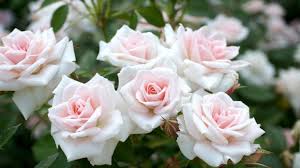Über 7 millionen englischsprachige bücher. White Rose Garden Flowers Photography Hd Wallpaper Preview 10wallpaper Com