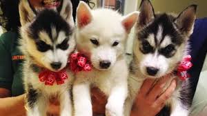We strive to become a better reputable breeder every day. Pin On Huskey