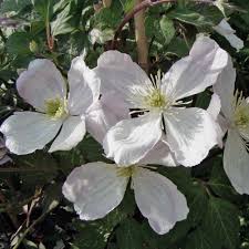 The pink forms of clematis montana are not at all bad, but for me, the white clematis montana grandiflora is outstanding. Clematis Montana Grandiflora Bergwaldrebe Anemonenwaldrebe Native Plants