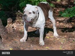 Old English Bulldog Image Photo Free Trial Bigstock