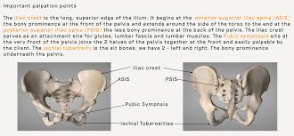 It is further divided into the greater (false) and lesser (true) pelvis. Pelvic Anatomy Good Day Pilates