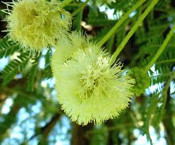 Image result for Acacia gerrardii