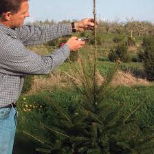 Dig up any small bushes formed by rooted branches. How To Prune Conifers Finegardening