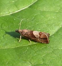 Image result for Dicoma arenaria