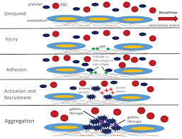 Image result for Platelet Function Closure Time