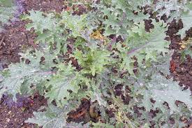White russian is both extremely productive and delicious. How To Grow And Harvest Red Russian Kale Gardener S Path
