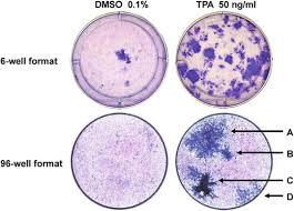 Bhas 42 Cell Transformation Assay for Genotoxic and Non-Genotoxic  Carcinogens | Springer Nature Link