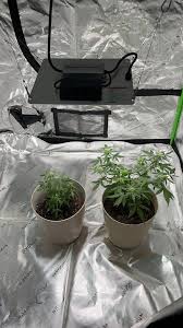 Brand new to growing, so any advice is better than none. I started these  two plants in my kitchen window about 2 months ago from seeds i found from  the dispo. i