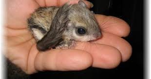 Janda Exotics Flying Squirrels As Pets Care And Information Baby Flying Squirrel Flying Squirrel Pet Cute Squirrel