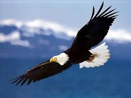 Birds Of A Feather Flock Together Song Lyrics And If I Fall Like A Sparrow I Ll Soar Like An Eagle When He Flies Lyrics To A Song That My Papaw Wrote Adelaar Vogels Dieren