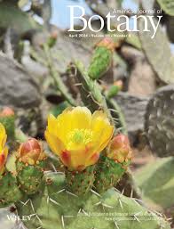 Image result for Sarcophrynium brachystachyum