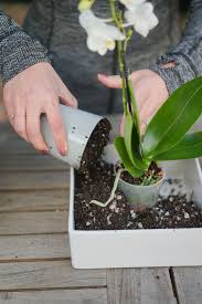 This article will present all the essential mixing methods and the material used to create the perfect potting mix. Orchid Succulent Arrangement Dalla Vita