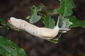 Image result for Strombosia scheffleri