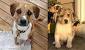 Full Grown Beagle Aussie Mix