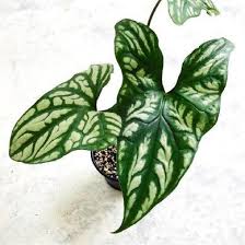 Top Rare Indoor Plants For Perth Collectors In 2019 And Where To Find Them Com Rare Plants Plants Indoor Plants