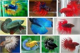 26 desember 2020 oleh rigi. Cara Budidaya Ikan Cupang Hias Yang Benar Tips Untuk Pemula Ilmubudidaya Com