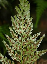 Image result for sleziník Asplenium