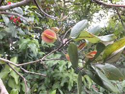 Image result for Combretum sp. A