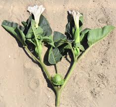 Image result for Datura inoxia