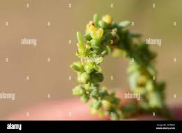 Image result for Suaeda monoica