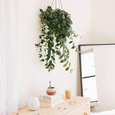 Check spelling or type a new query. 8 Best Houseplants For Hanging Baskets
