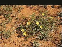 Image result for Cienfuegosia digitata